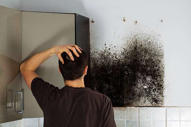 Best Residential Mold Remediation in Beloit, OH